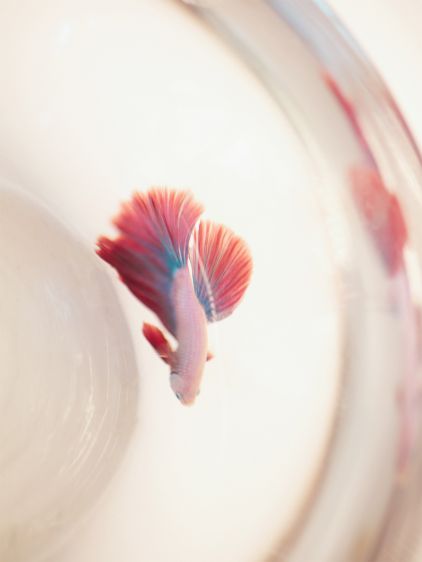 L'Étui à Lunettes - Star Flamme